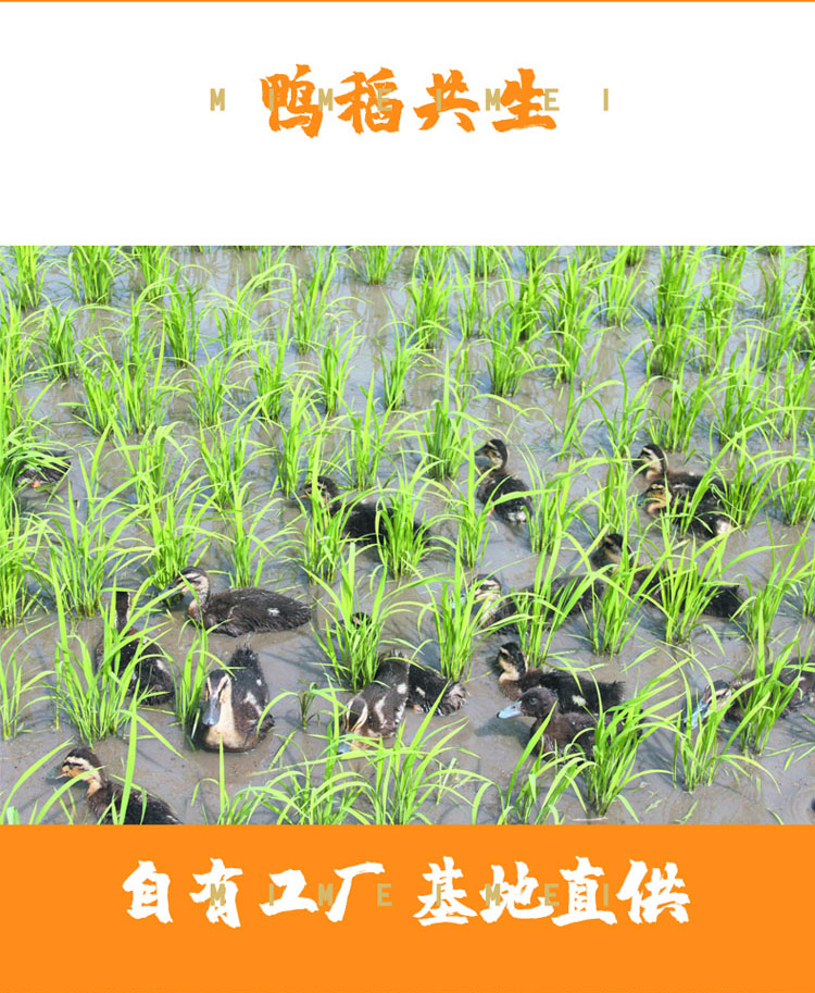 详情12.jpg